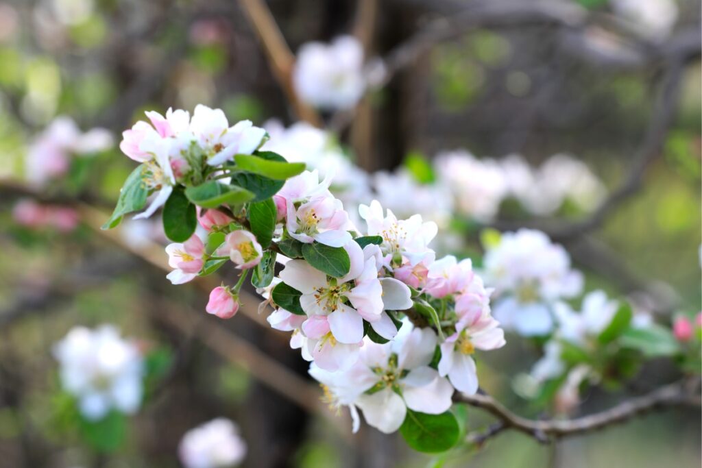 a close up of a tree branch with white flowers